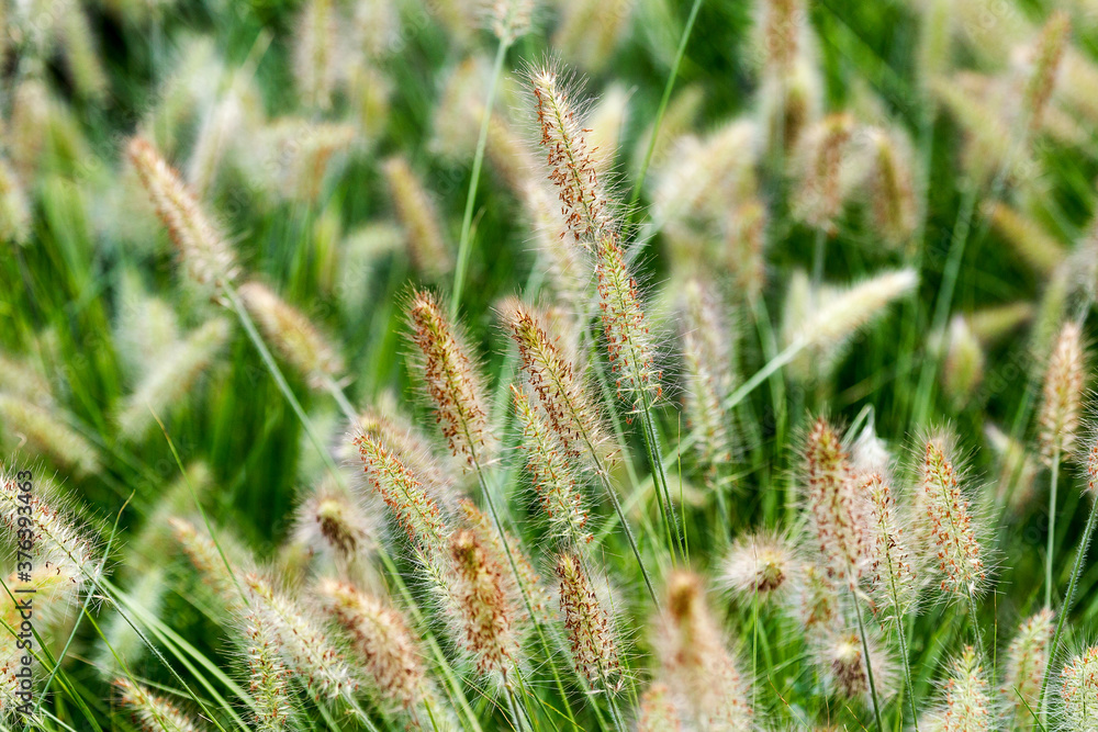 Dry yellow and green spikelets, green grass in the background. Panicle of tufted perennial grass common in lowland British grassland including verges and meadows Dry yellow and green spikelets, green grass in the background. Panicle of tufted perennial grass common in lowland British grassland including verges and meadows