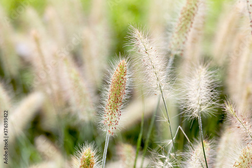 Dry yellow and green spikelets, green grass in the background. Panicle of tufted perennial grass common in lowland British grassland including verges and meadows