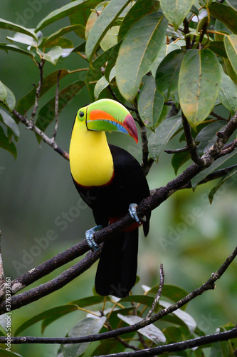 Ramphastos sulfuratus, Keel-billed toucan The bird is perched on the branch in nice wildlife natural environment of Costa Rica