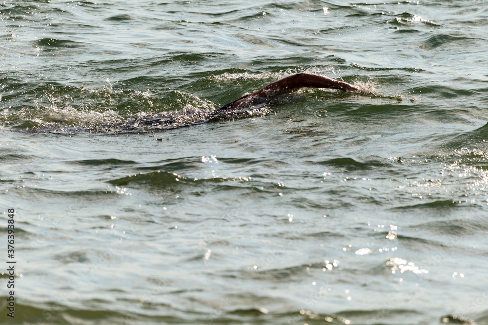Naklejka premium Swimmer swims in sea. Athlete triathlete swimmer drains from water. A professional athlete in triathletes trains for an ironman. The sportsman beautifully floats in blue sea water at competitions
