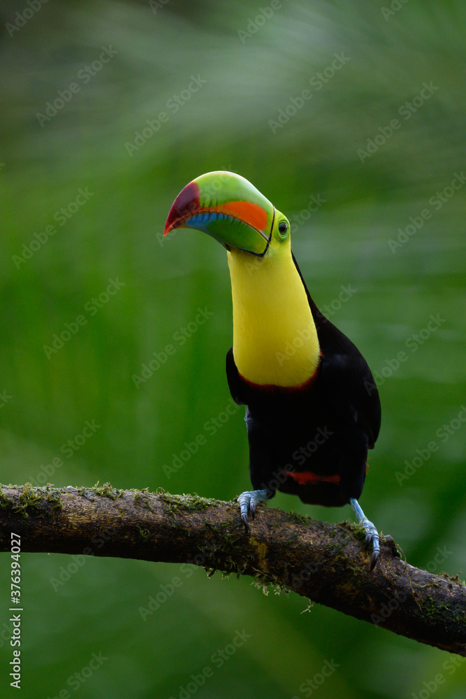 Fototapeta premium Ramphastos sulfuratus, Keel-billed toucan The bird is perched on the branch in nice wildlife natural environment of Costa Rica