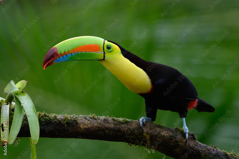 Obraz premium Ramphastos sulfuratus, Keel-billed toucan The bird is perched on the branch in nice wildlife natural environment of Costa Rica