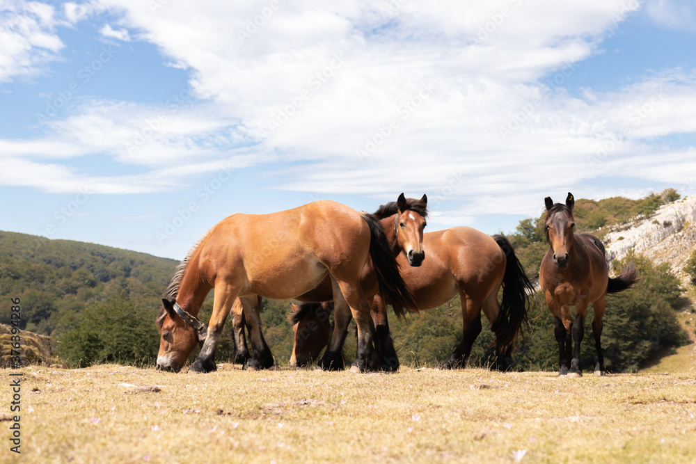 Fototapeta premium Caballos salvajes en la montaña en la sierra de Urbasa en Navarra