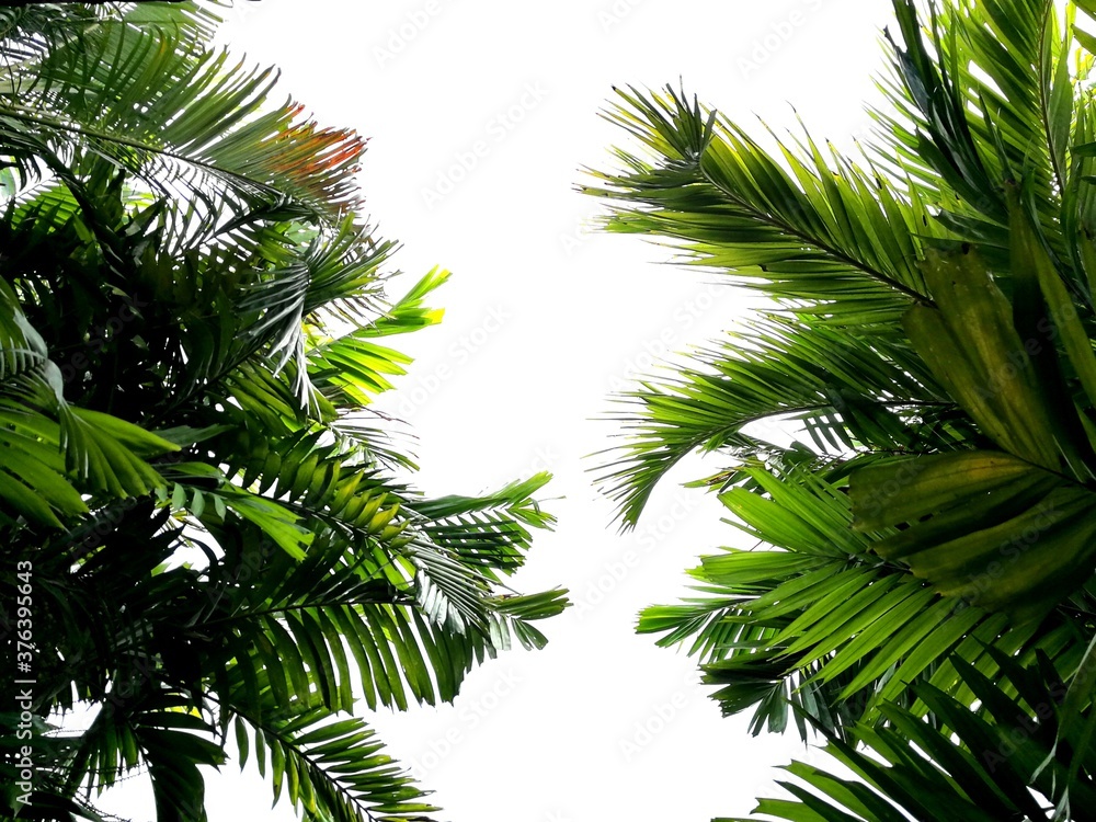 palm tree branch palm tree branch