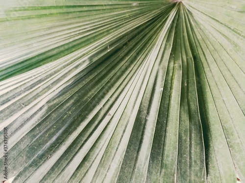 close up of a green palm leaf