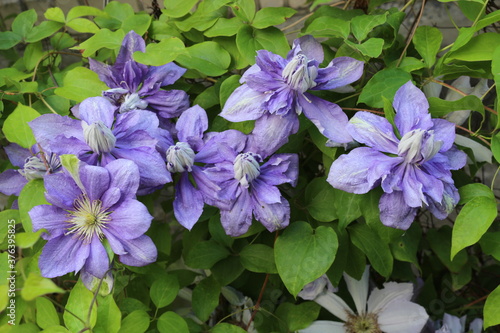 
Lilac clematis bloom in the garden on a summer day after rain