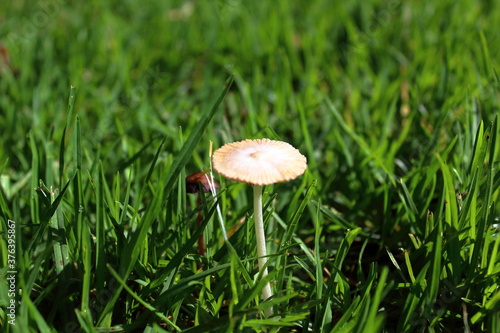 mushroom in grass