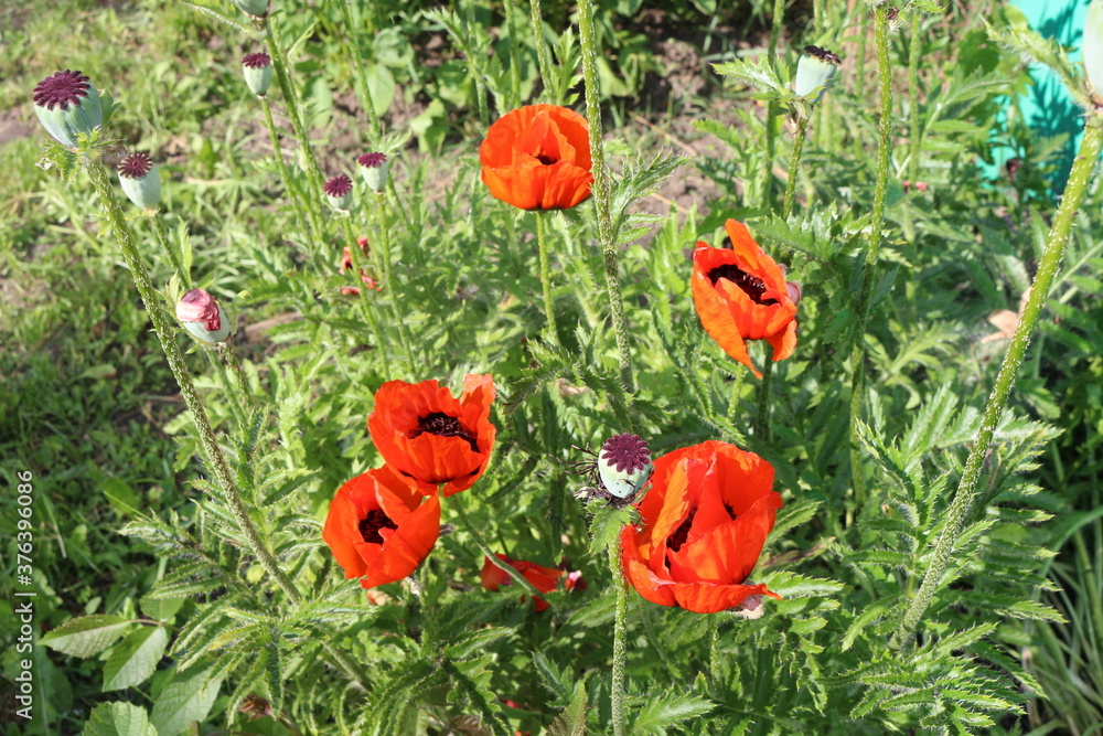 Bright red poppy blooms on a sunny day in a summer meadow
Bright red poppy blooms on a sunny day in a summer meadow