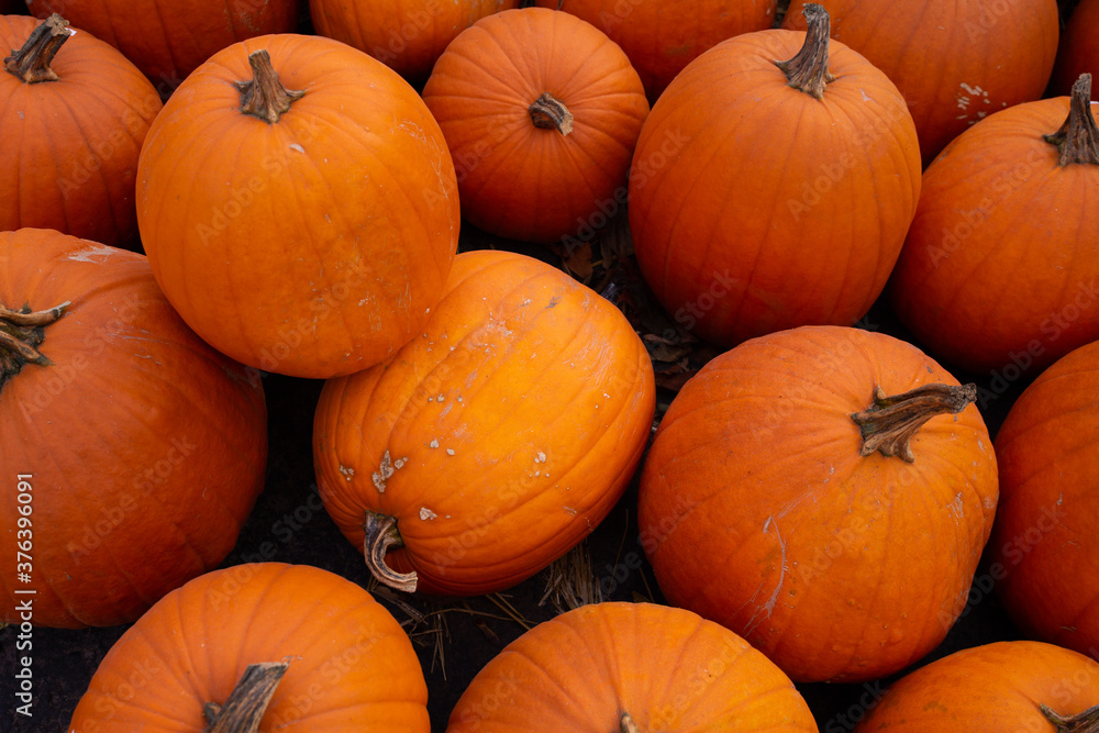 Pile of big orange Halloween pumpkins stacked on the ground during october in Pennsylvania, Usa Pile of big orange Halloween pumpkins stacked on the ground during october in Pennsylvania, Usa