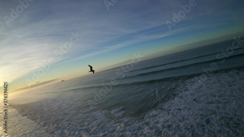 Seagull Flight at Sunset photo
