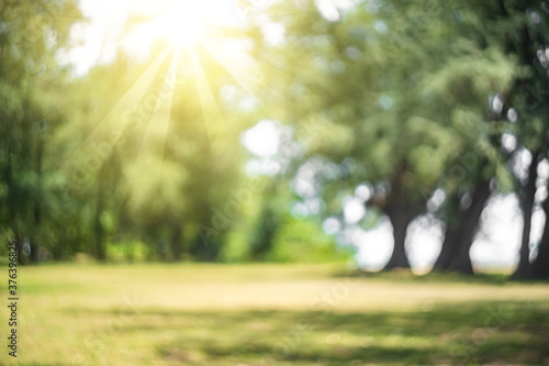 Fototapeta Naklejka Na Ścianę i Meble -  Blur nature green park with sun light abstract background.