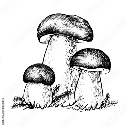 Vector drawing of boletus mushrooms black white graphics, big white mushroom, spongy mushroom, gourmet cuisine, vegetarian, autumn mushrooms isolated on white background for printing, cookbook, logo.
