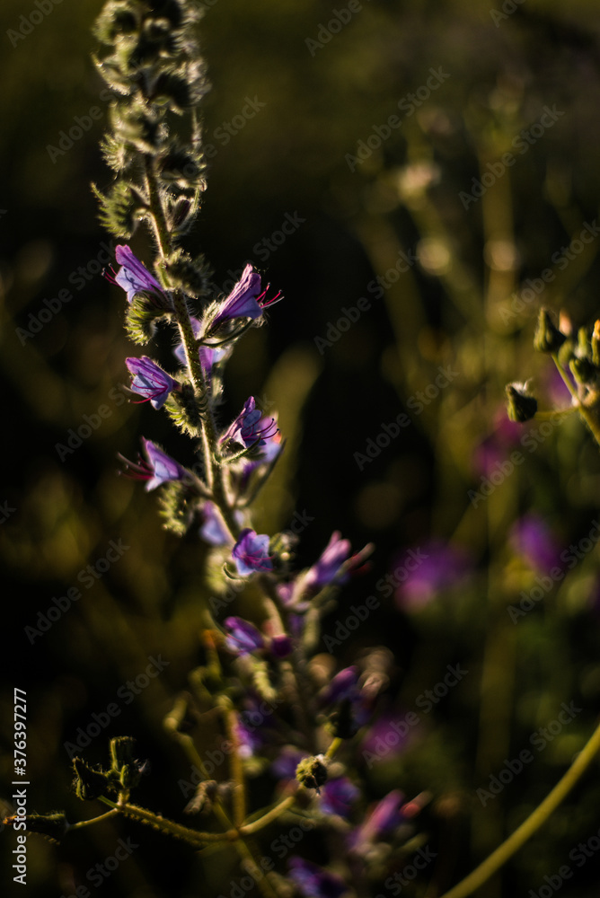 Obraz premium Wildflowers in bloom, fields in spring, various colors: yellow, purple... Beautiful light