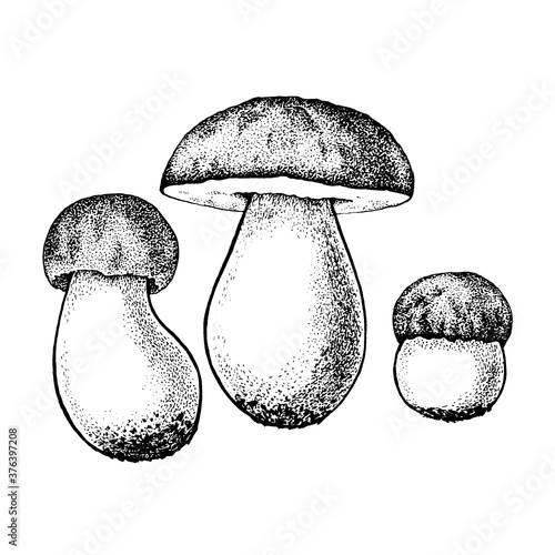 Vector drawing of boletus mushrooms black white graphics, big white mushroom, spongy mushroom, gourmet cuisine, vegetarian, autumn mushrooms isolated on white background for printing, cookbook, logo.