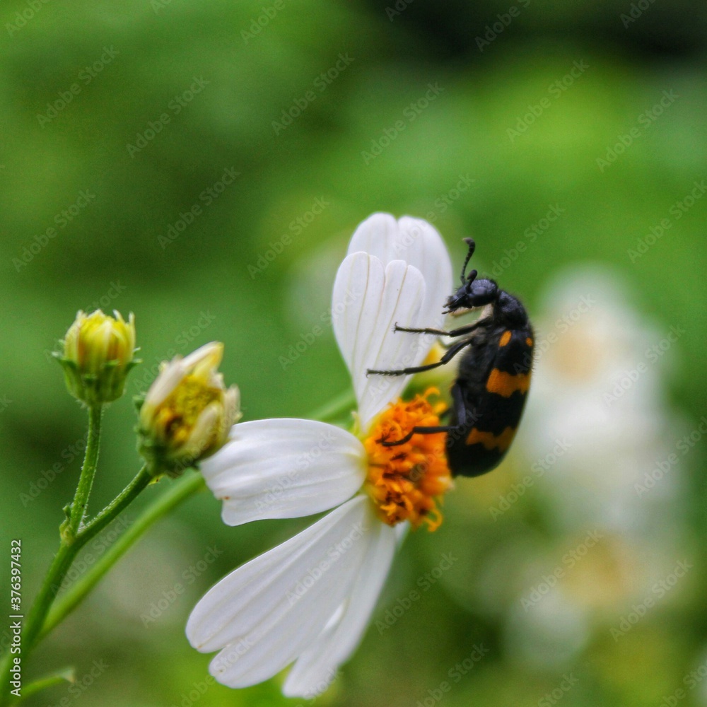 bug on a flower bug on a flower