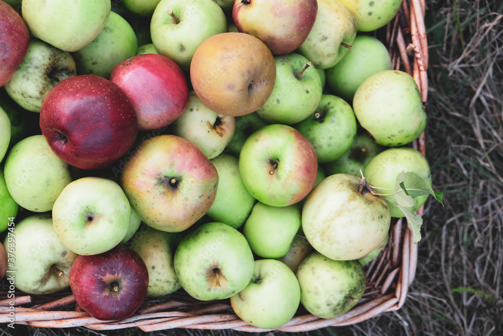 Freshly picked organic apples in a basket. Freshly picked organic apples in a basket.