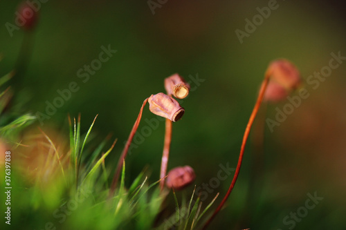 Frauenhaarmoos - Sporen Kapsel - Makro photo