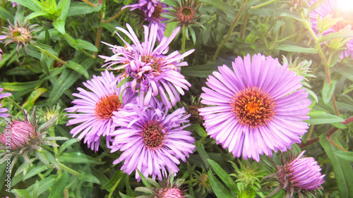 purple flowers in the garden