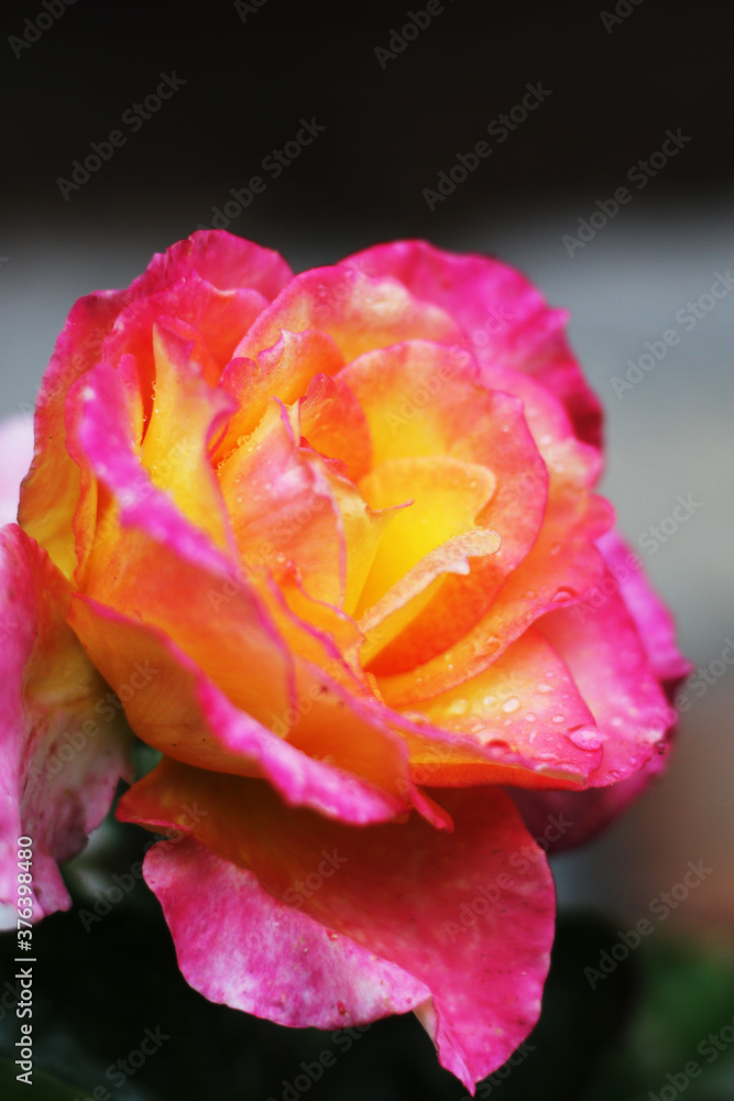 yellow and pink gradient rose with water drops on leafs yellow and pink gradient rose with water drops on leafs