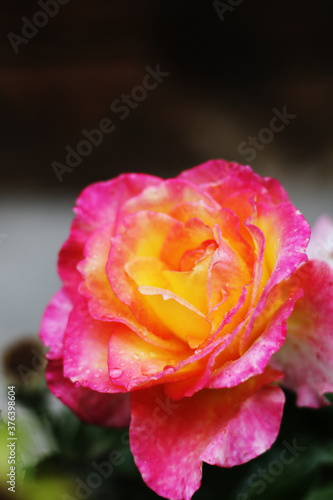 yellow and pink gradient rose with water drops on leafs