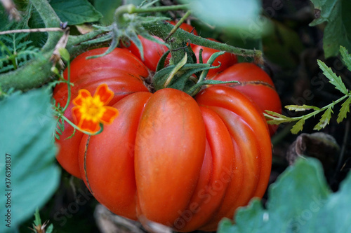 Fotografie Tomato on a Bush branch, in a natural environment