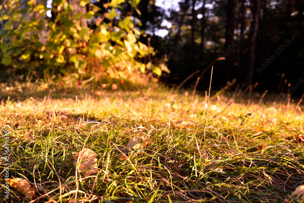 Herbst Herbst