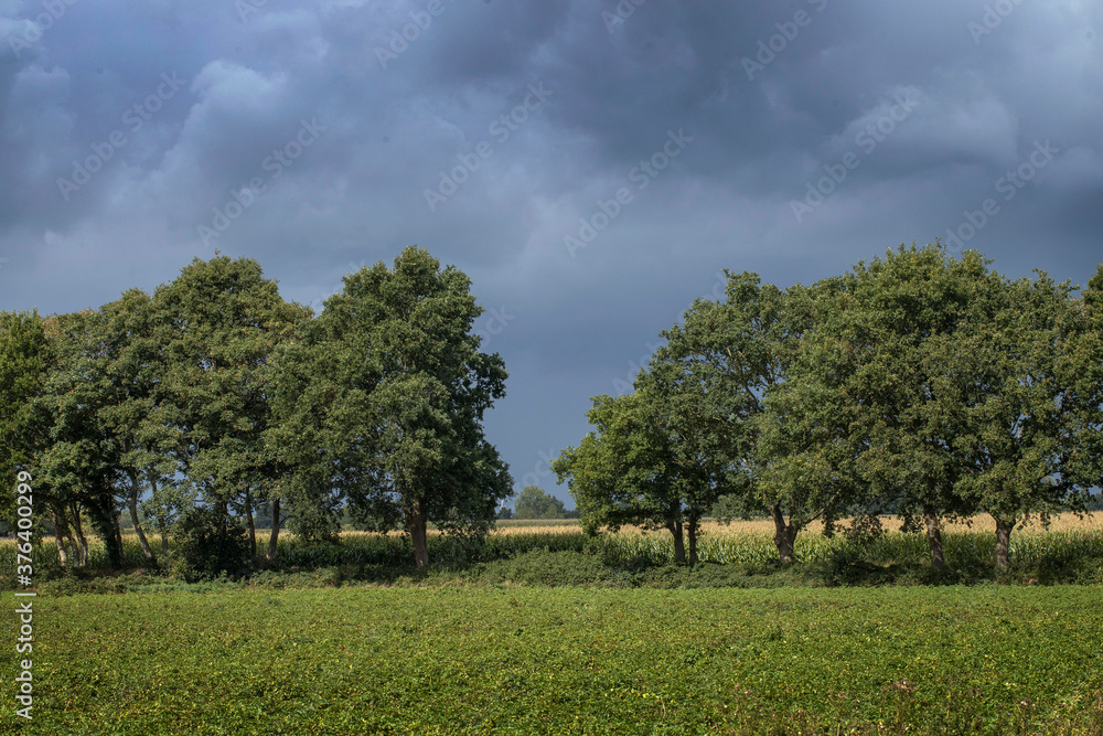 Row of trees. Forest wall. Steenwijk. Overijssel. Steenwijkerland. Netherlands. De Kamp. Alder trees. Dark clouds. Row of trees. Forest wall. Steenwijk. Overijssel. Steenwijkerland. Netherlands. De Kamp. Alder trees. Dark clouds.