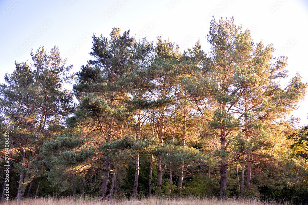 Fototapeta premium Herbst