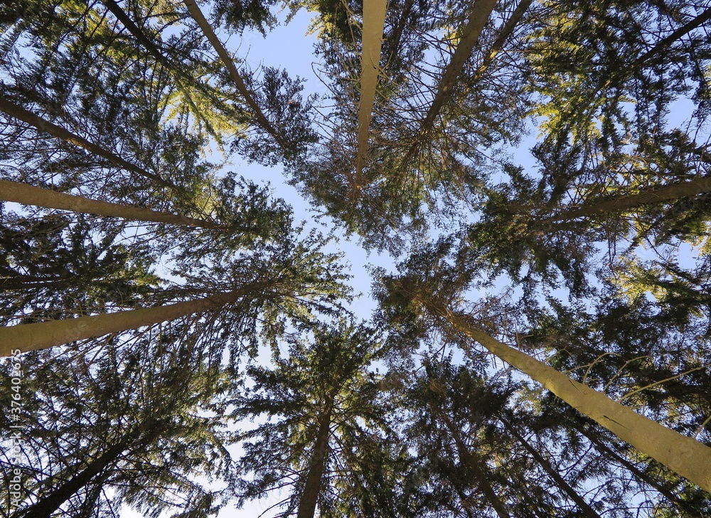 Fototapeta premium A view straight up from the ground to the treetops in the forest. Low angle shot. Tree crowns and blue sky. Beautiful symmetry in forest.