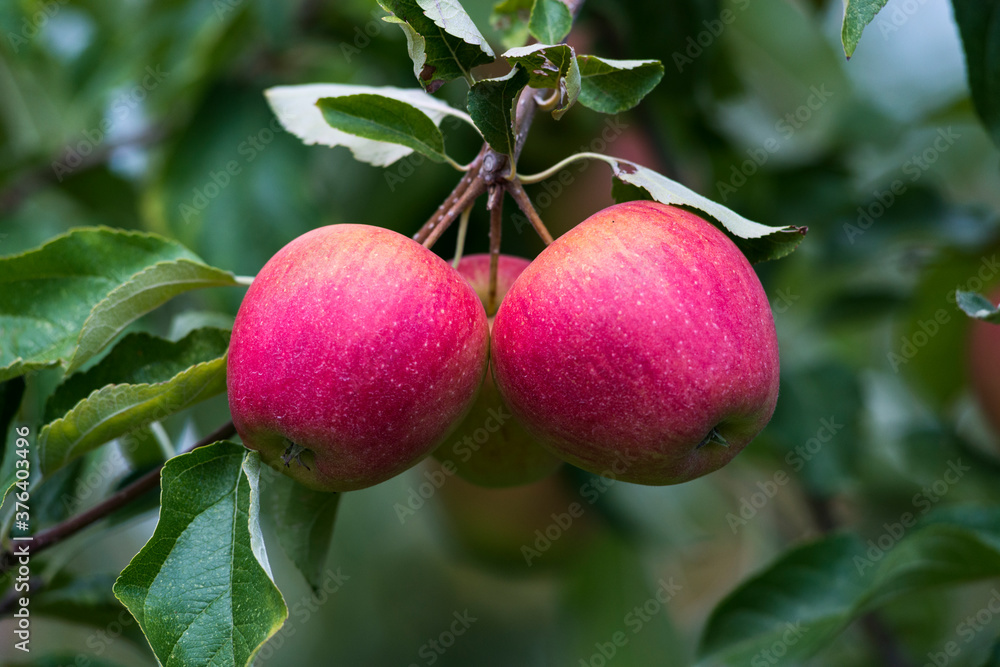Belles pommes rouges avant récolte Belles pommes rouges avant récolte