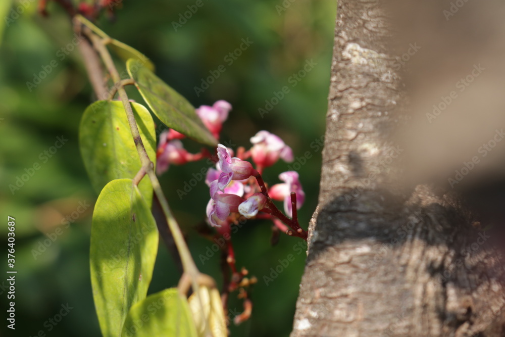 Close up photo of beautiful carambola flowers. Starfruit/pink blossom tree Close up photo of beautiful carambola flowers. Starfruit/pink blossom tree