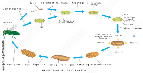 Fruit fly. Developing fruit fly embryo on a white background. Drosophila - Invertebrate development. The Drosophila life cycle consists of a number of stages - embryogenesis, three larval stages