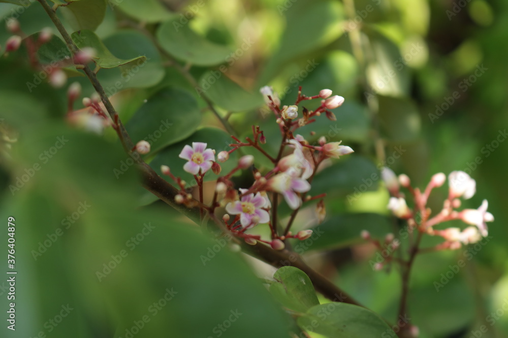 Close up photo of beautiful carambola flowers. Starfruit/pink blossom tree Close up photo of beautiful carambola flowers. Starfruit/pink blossom tree