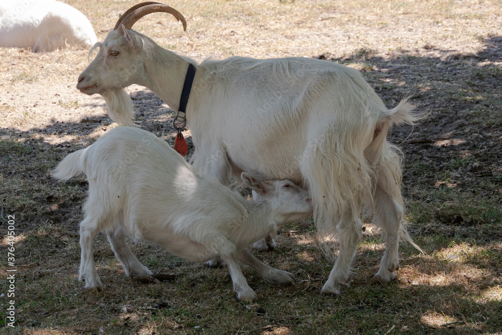 Fototapeta premium Young goat starts suckling with its mother