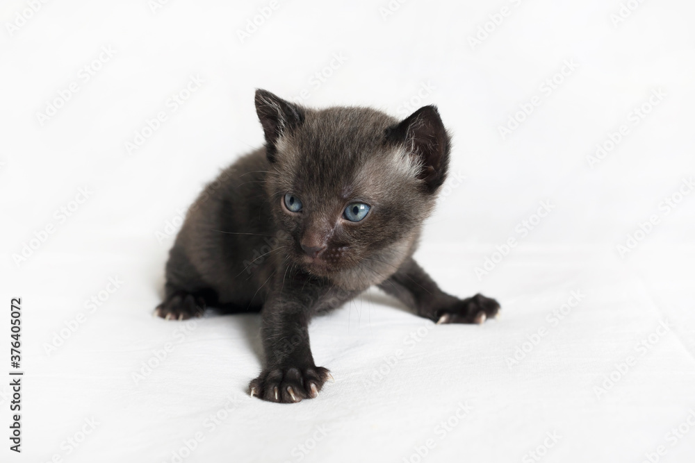 Little black kitten