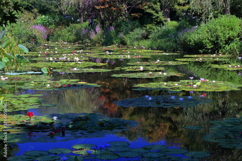 絵画のような風景 睡蓮の庭 夏(高知県) 絵画のような風景 睡蓮の庭 夏(高知県)