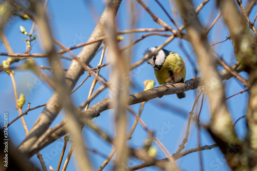 Blaumeise auf Fliederzweig photo