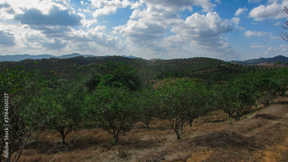 Fototapeta premium orange trees in the summer