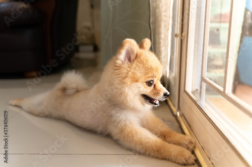 lonely Pomeranian dog is waiting for someone to open the door. cute puppy dog sitting at the front door looking outside waiting someone coming back home. 