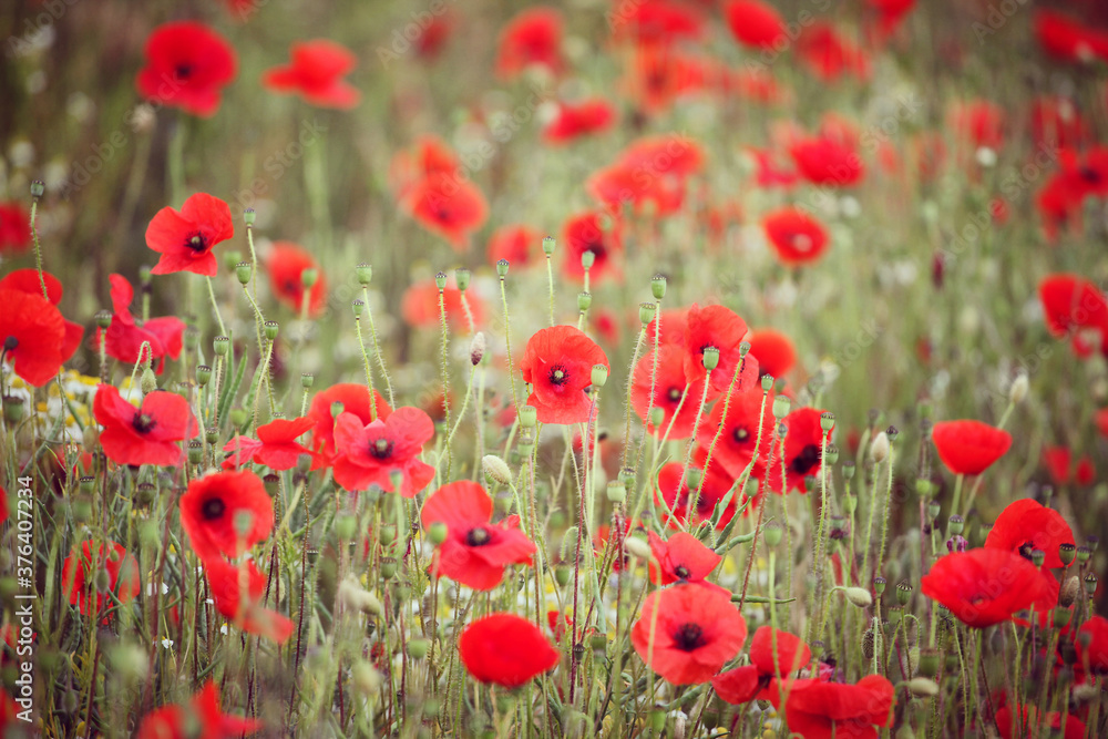 Naklejka premium Common poppies flowering in a hay meadow in Guildford, Surrey, UK