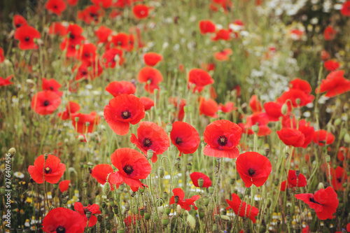 Common poppies flowering in a hay meadow in Guildford, Surrey, UK