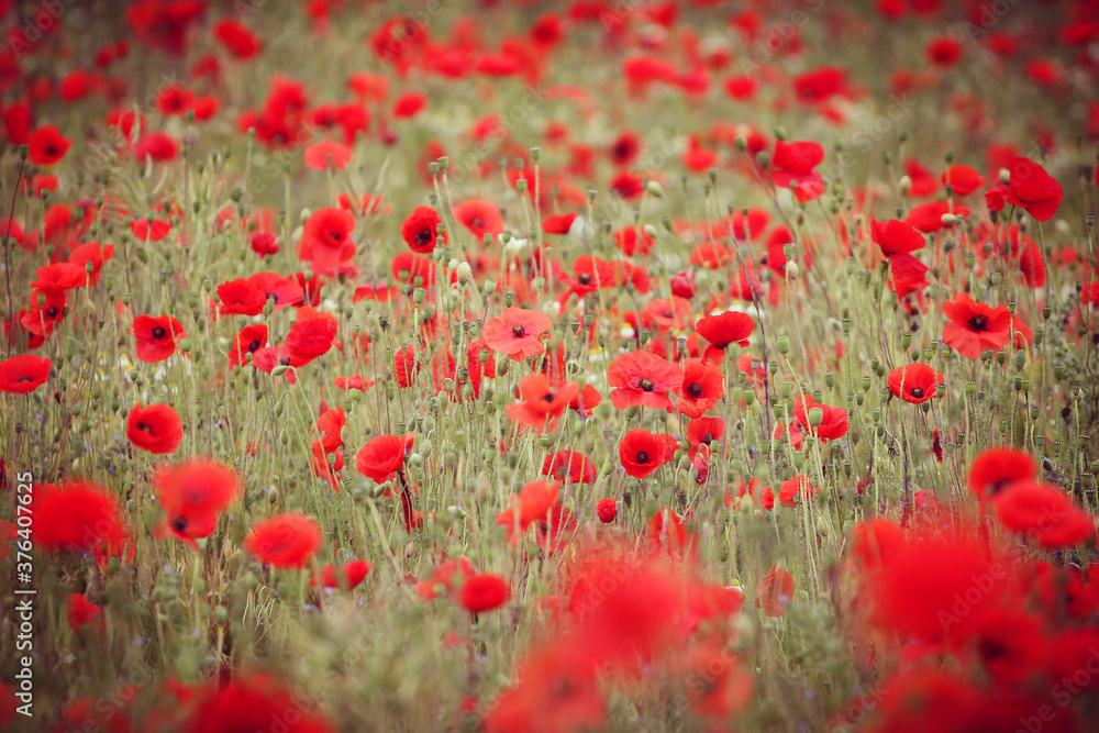 Obraz premium Common poppies flowering in a hay meadow in Guildford, Surrey, UK
