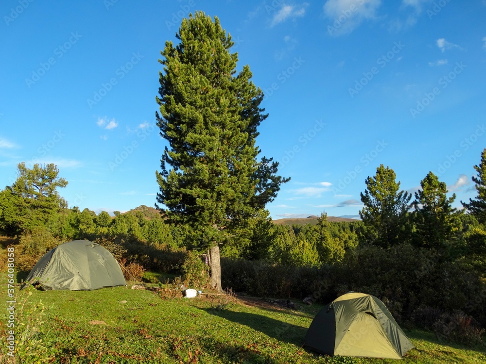 Tourist tents in the meadow under the cedar tree
