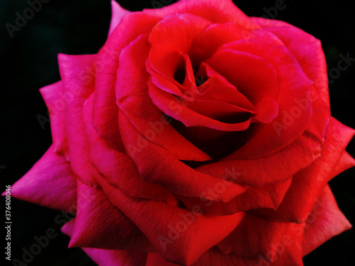 Fototapeta Naklejka Na Ścianę i Meble -  red rose on black