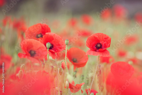 Common poppies and seed heads after flowering in a hay meadow in Guildford  Surrey  UK