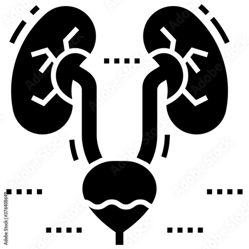 Kidney And Bladder