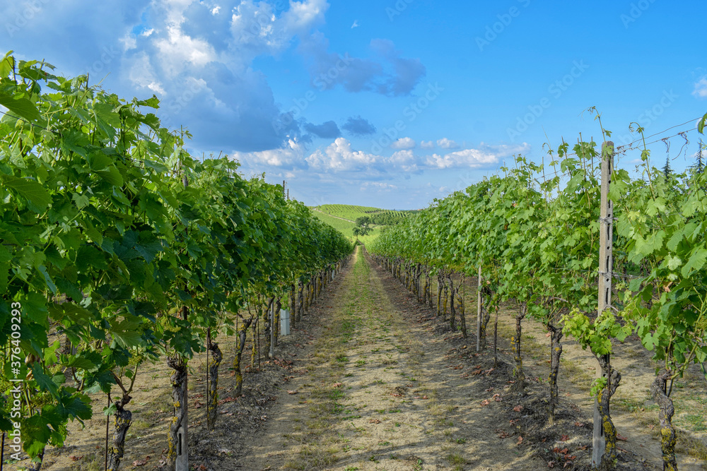 Rows of vineyards in spring in Piedmont (Italy)