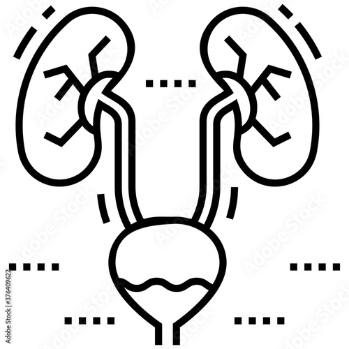 Kidney And Bladder