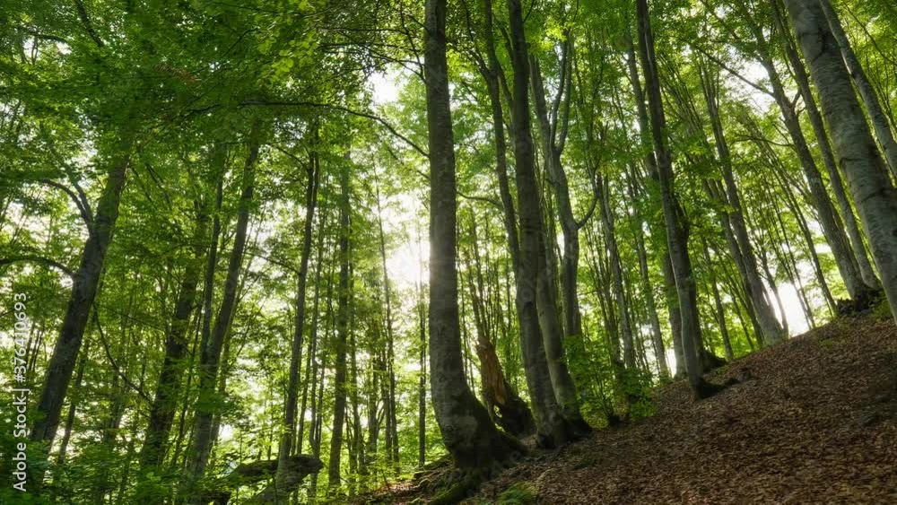 Beautifull sunrise in the forest. Gimbal shot of warm sunbeams illuminating tree trunks and shrubs. Mountain forest with the trees growing on hills. High quality 4K shot Beautifull sunrise in the forest. Gimbal shot of warm sunbeams illuminating tree trunks and shrubs. Mountain forest with the trees growing on hills. High quality 4K shot