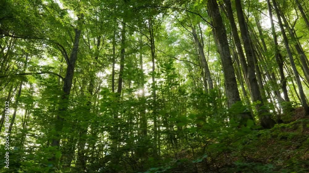 Green forest nature background. Forest in the mountains. Sun rays break through the foliage of magnificent green trees. Walk in the beech forest at sunset Green forest nature background. Forest in the mountains. Sun rays break through the foliage of magnificent green trees. Walk in the beech forest at sunset